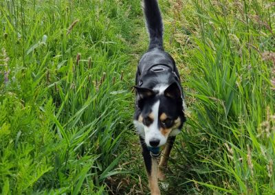 Crate Escapes Dog Walking. Collie walking through tall green grass