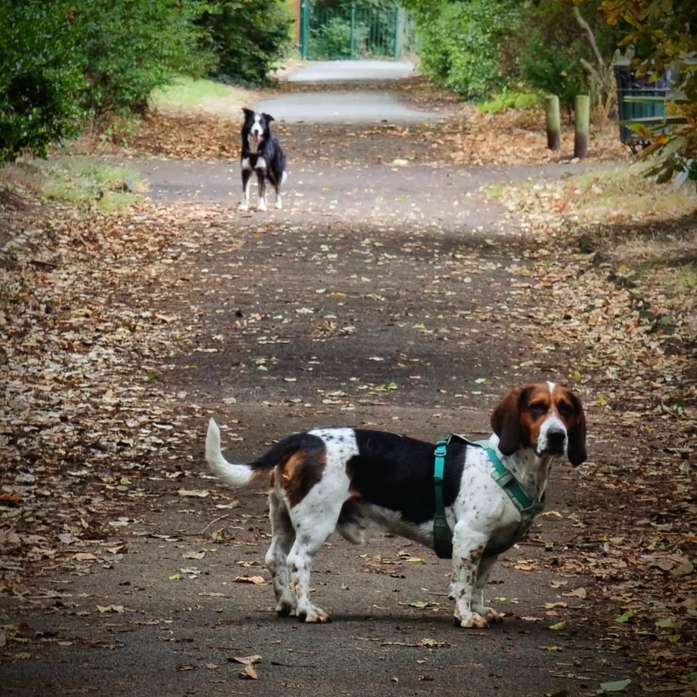A Bassett hound standing close to the camera and a collie in the distance. They are standing on a leafy path with many trees